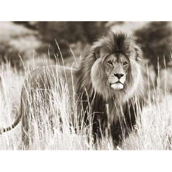 Selected Artworks PDX3AP3311LARGE Affiche Lion Mâle Imprimée par Anonymous&44; 22 x 28 - Grande