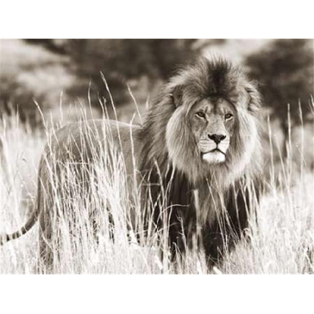 Selected Artworks PDX3AP3311LARGE Affiche Lion Mâle Imprimée par Anonymous&44; 22 x 28 - Grande