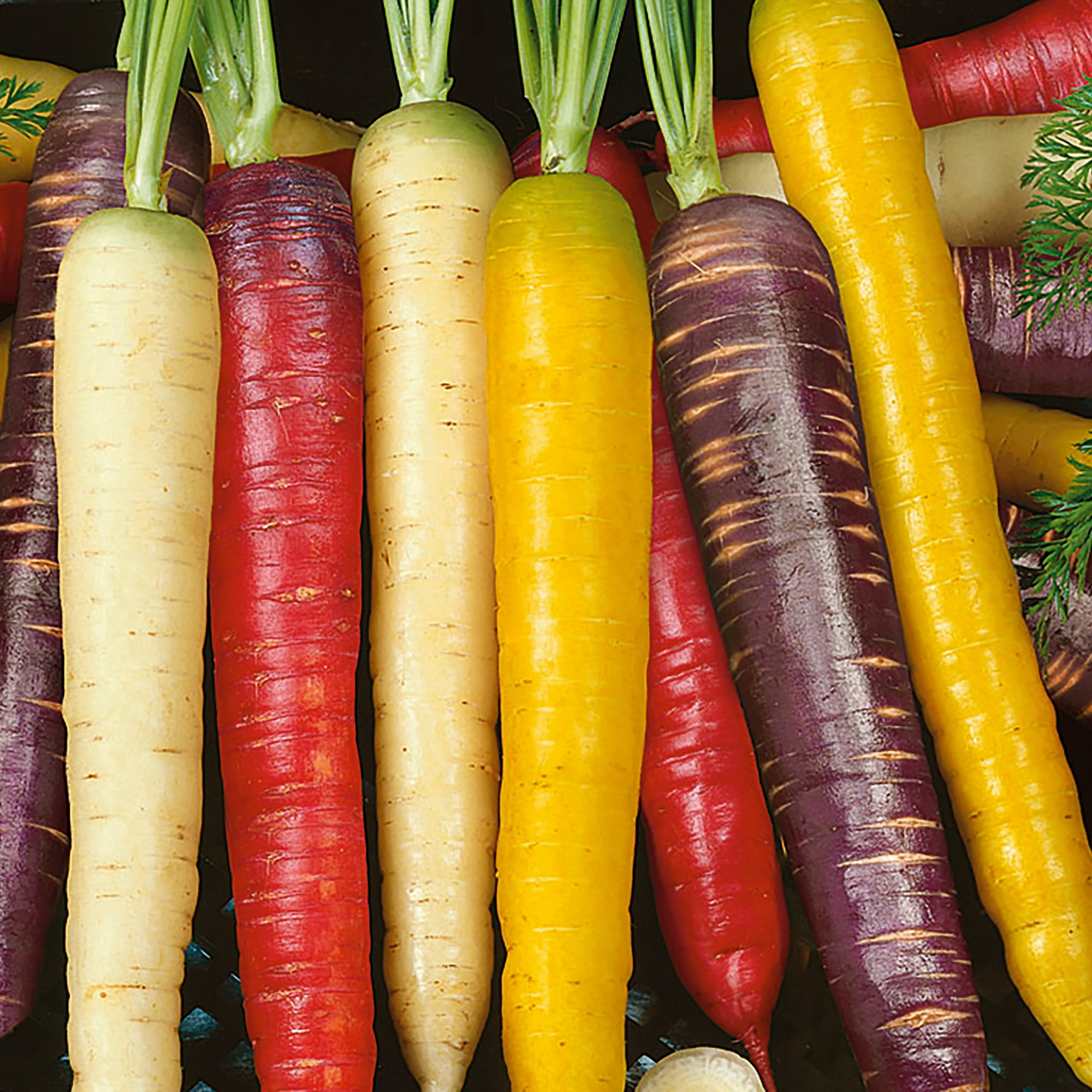Back to the Roots Organic Rainbow Blend Carrot Vegetable Seeds, 1 Seed Packet
