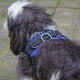 thumbnail image 4 of Pechera Arnés para Perro Mr. Pets, Reflectante Ajustable azul Chico, 4 of 10