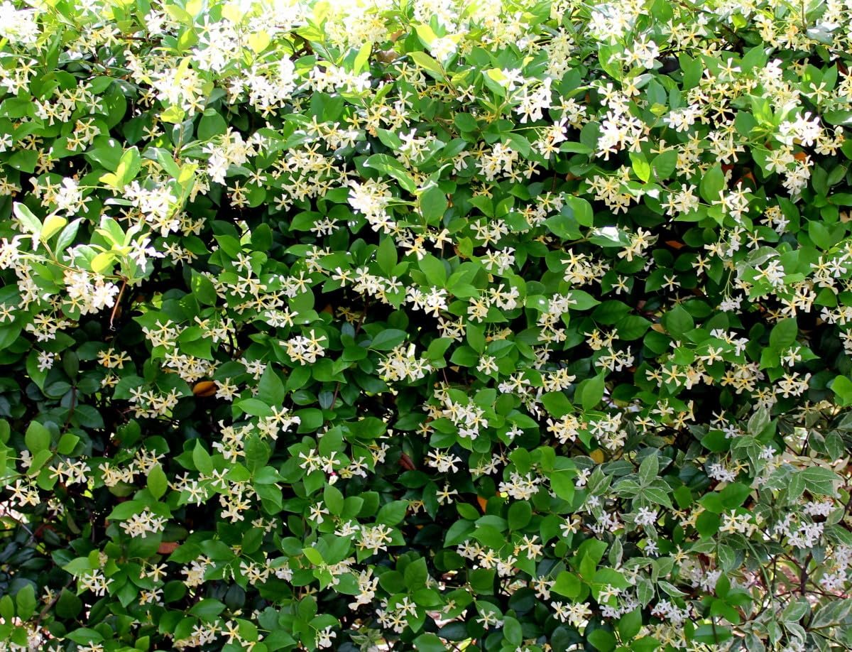 Star Confederate Jasmine  1 Extra Large 3 Gallon Plant  Trachelospermum jasminoides 'Star'  Lush Flowering Vine  Perfect for Trellises and Arbors