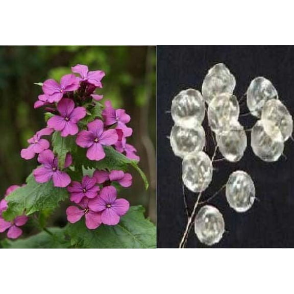 Lunaria Biennis Mixture Nice Garden Flower by Seed Kingdom 1 Lb Seeds