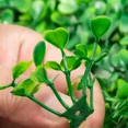 thumbnail image 5 of 12PCS 10x10 Inch Artificial Boxwood Panels for Outdoor Indoor Use,UV Protected Hedge Wall Mat,Privacy Screen for Garden and Backyard Decor, 5 of 6
