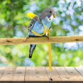 thumbnail image 3 of Adjustable Bird Harness With 80 Inch Leash, Outdoor Flying Kit Training Rope For Birds Parrots CockatielM, 3 of 5