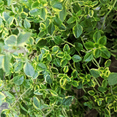 thumbnail image 3 of Set 2 Variegated Lemon Thyme Live Plants, Live Thyme Herb Plant, Green Foliage Herb, 5-7 Inches in Height for Indoor Outdoor Planting, 3 of 6
