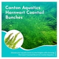 Live Aquarium 6 Hornwort Coontail Bunches Indoor Plants
