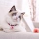 thumbnail image 1 of Viccilley Collar de Gato - Collar de Mascotas de Estilo japonés, Accesorio de Nailon, Suministro de Gatito, Collar de Campana de Gato con Cadena de extensión(Rosado), 1 of 5