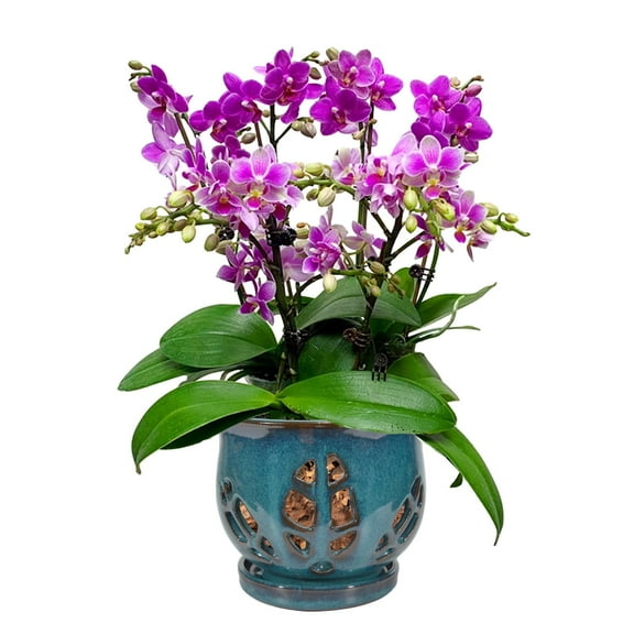 W&W Orchid Pot with Holes and Saucer for Orchid Repotting and Better Grow,Teal, 6.5 inches