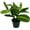 Lemon-Lime, variant on ragnaroc Live ZZ Plant - ‘ZZ Plant’ Zamioculcas zamiifolia - ragnaroc Tropical Plant 6-12” Tall - 1ct - Live Arrival Guaranteed - House Plants for Home Decor & Gift