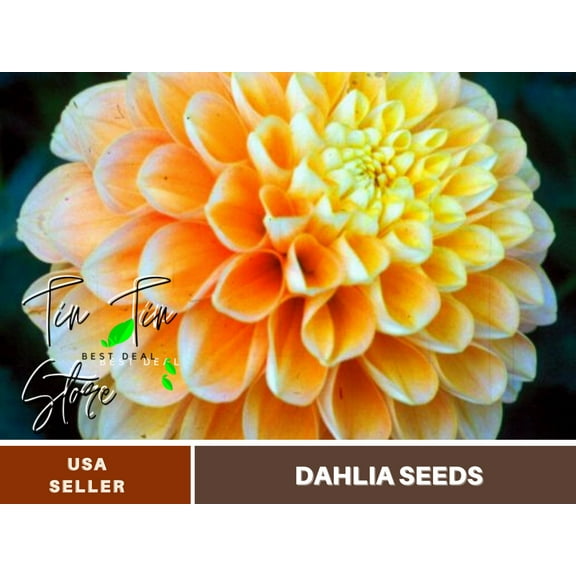 40  Seeds| Honey Dew Dahlia Perennial Seeds - | Seeds, Herbal Seeds, Flower Seeds, GMO Free, Authentic Seed#D052