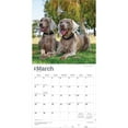 thumbnail image 3 of Weimaraners | 2026 12x24" (Hanging) Wall Calendar | Plastic-Free | BrownTrout, 3 of 9