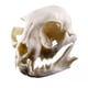 thumbnail image 1 of modelo de resina,Cráneo de dinosaurio realista,modelo de esqueleto,Enseñanza Médica,Réplica, 1 of 3