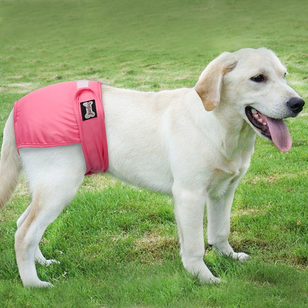 dog menstruation pants