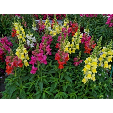 Snapdragon–Candy Tops Mix–Attracts pollinators 6" Pot