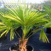 Windmill Palm Tree – Cold Hardy Tropical Palm for Landscapes and Patios