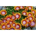 thumbnail image 3 of Fire Spinner Ice Plant - Perennial - Delosperma - Live Plant - Gallon Pot, 3 of 3
