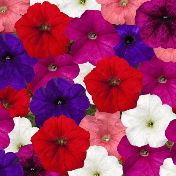 Harris Seeds - Petunia Foto-Finish Mix F1 Seeds - 100 Seeds