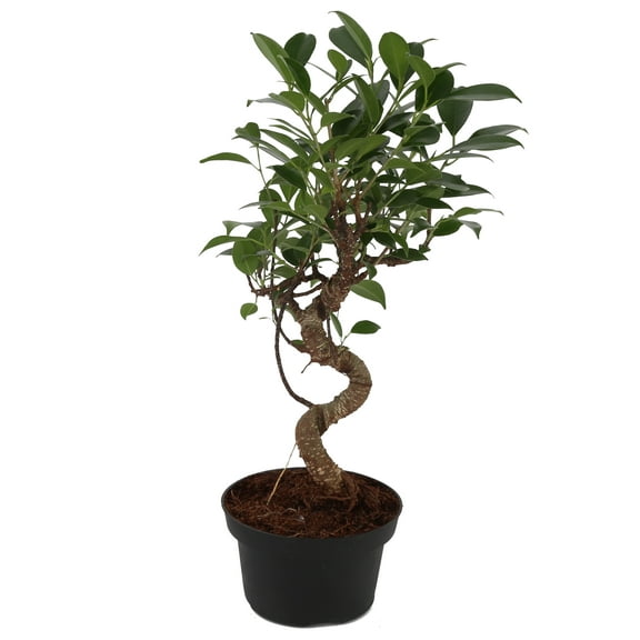 Costa Farms 12" Mini Bonsai Grower's Choice Live House Plants in 4" Grower Pot