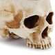 thumbnail image 2 of Macetero de calavera de resina para Halloween, modelo de diseño de calavera para decoración de escritorio de oficina en casa, 2 of 6