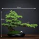 thumbnail image 4 of Home Decoration Potted DIY False Tree Bonsai Living Room Chinese Style Hotel Porch Landscape Decoration Green Plant Decoration My Lux Decor Round, 4 of 25