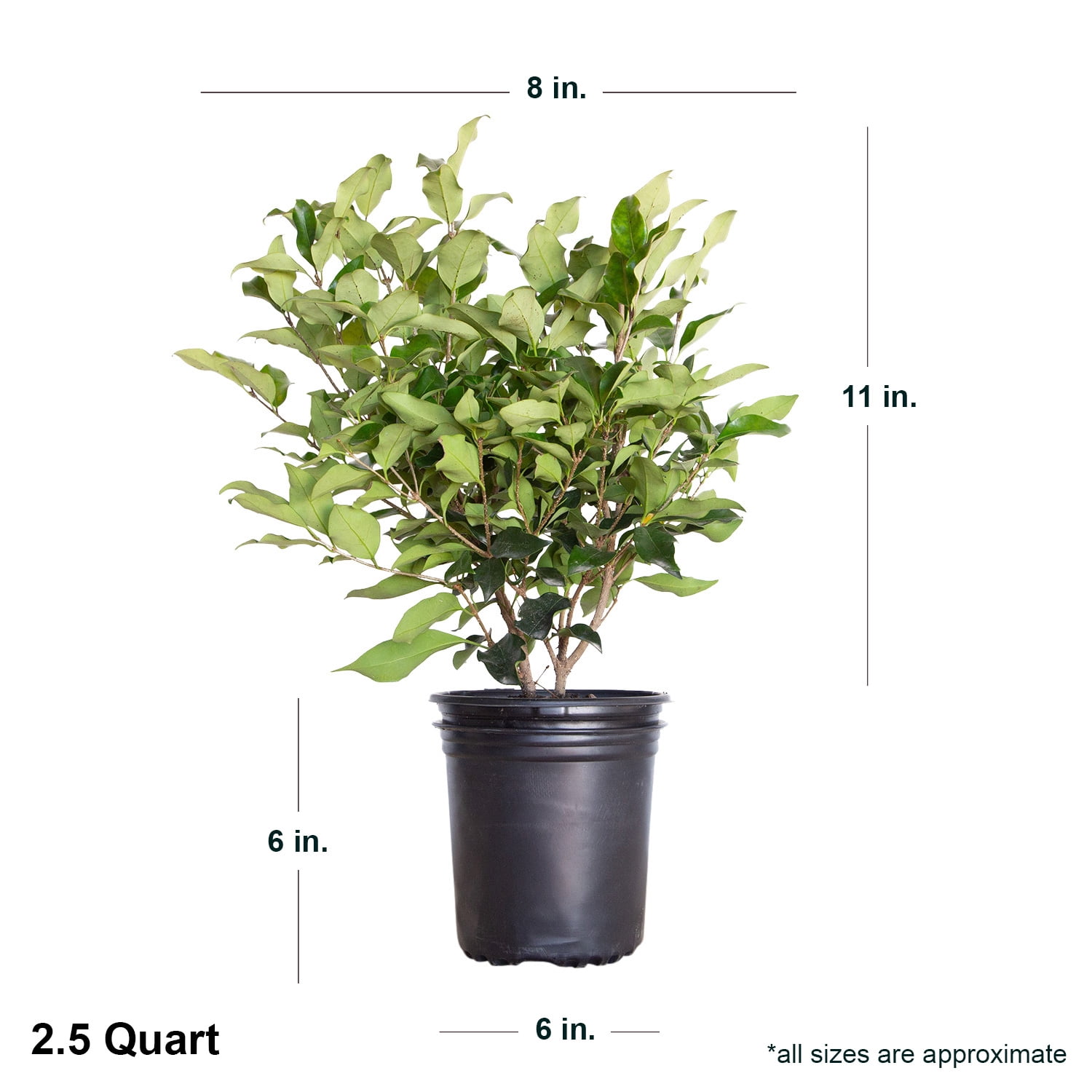 Expert Gardener Wavy Leaf Ligustrum Recurvifolium (2.5 Quart) Evergreen Privet Shrub - Full Sun Live Outdoor Plant