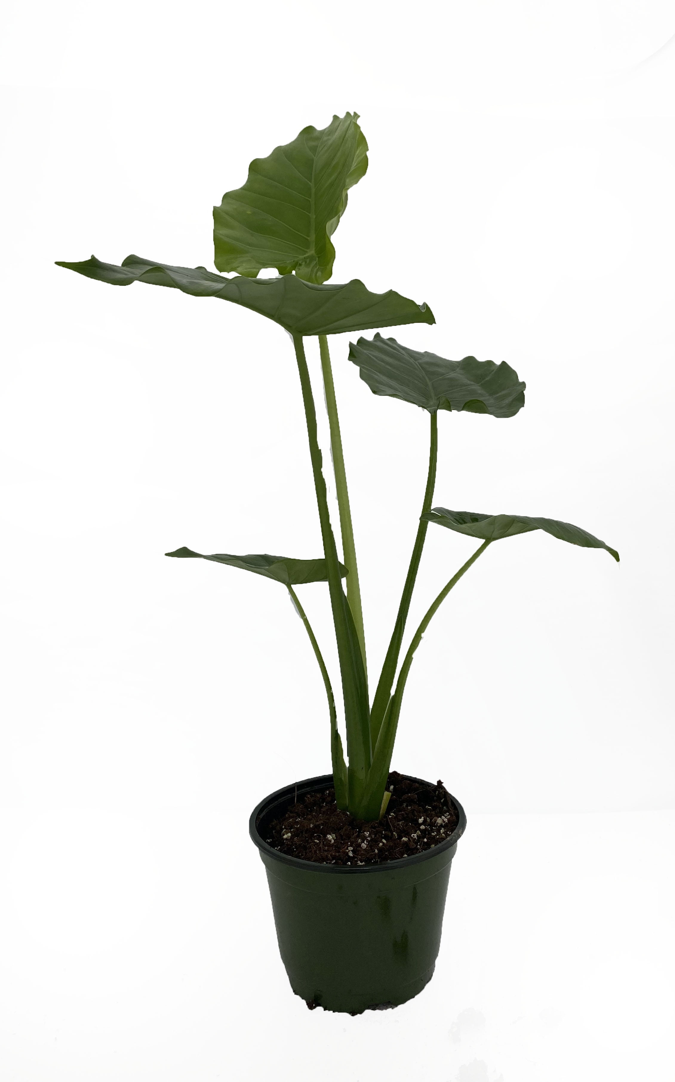 California Elephant Ear Plant Alocasia Clumping