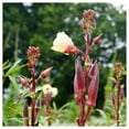 thumbnail image 2 of Everwilde Farms - 1 oz Red Burgundy Okra Seeds - Gold Vault Bulk Seed Packet, 2 of 3