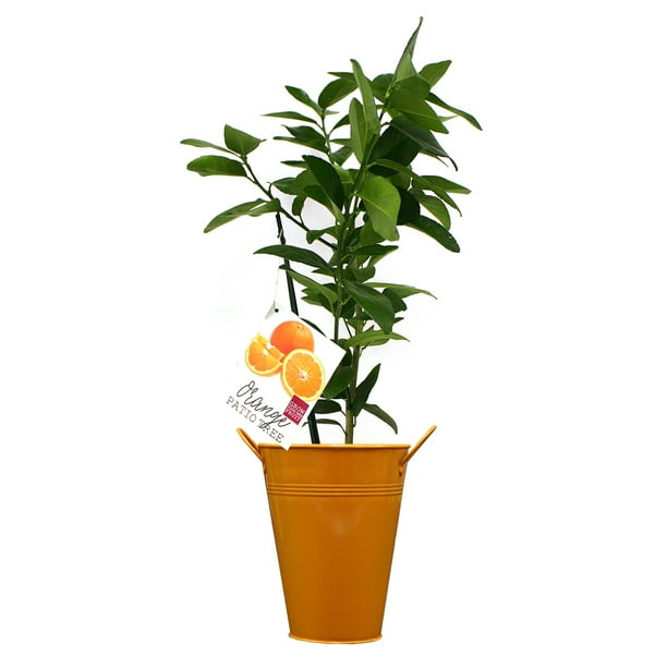 Van Zyverden Orange Navel Citrus Tree In Decorative Patio Planter Com - Lemon Patio Tree Van Zyverden Van Zyverden Orange Navel Citrus Tree In Decorative Patio Planter Com - Lemon Patio Tree Van Zyverden