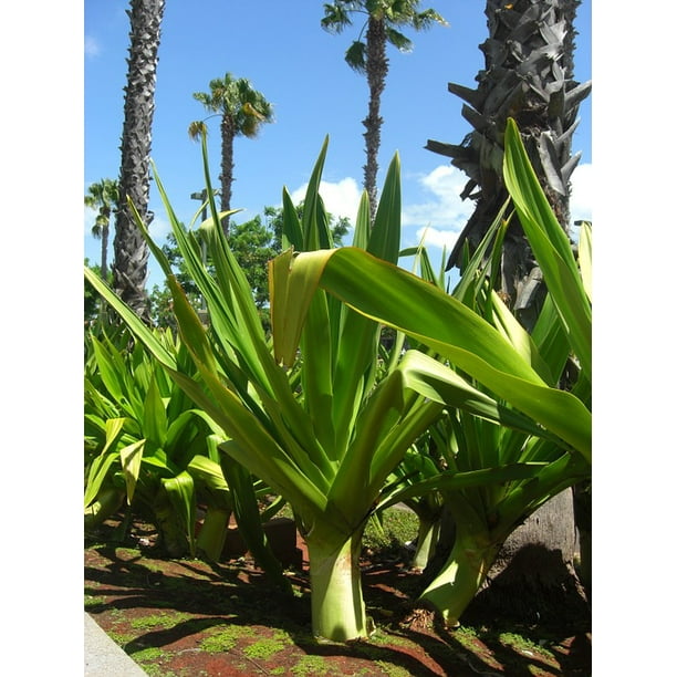 Natural Desert Yucca Plant Palm Landscape 20 Inch By 30 Inch Laminated Poster With Bright Colors And Vivid Imagery Fits Perfectly In Many Attractive Frames Walmart Com Walmart Com