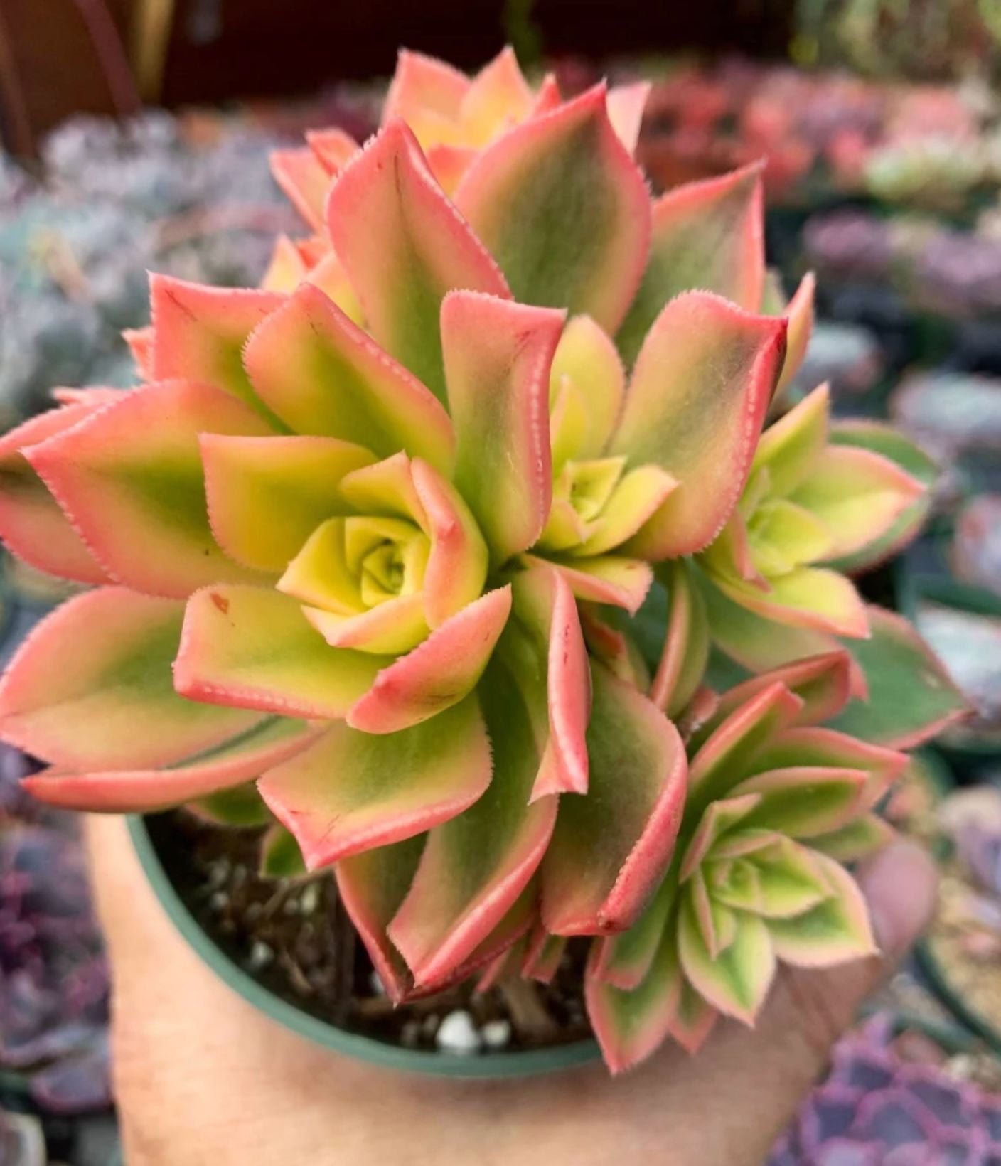 Aeonium Kiwi Plant Live for Planting - Rosette Succulents with Pups Plant for Indoor Outdoor in 4 Inch Pot