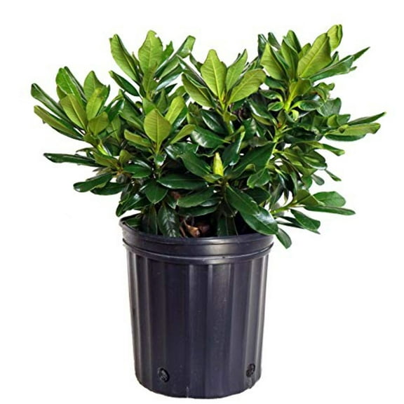 Rhododendron yak. Miyama 'Gold Prinz' (Rhododendron) Evergreen, antique mango flowers, #2 - Size Container