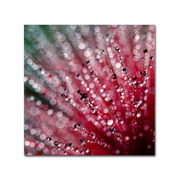 Trademark Fine Art "Pink Melody" Canvas Art by Beata Czyzowska Young