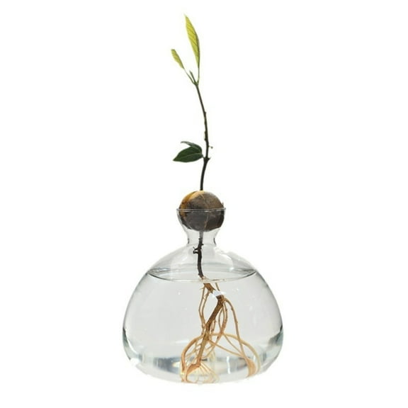 Avocado Starter Vase Transparent Glass Hydroponic Flower Vase for Plant Growing Container for Gardening Lover