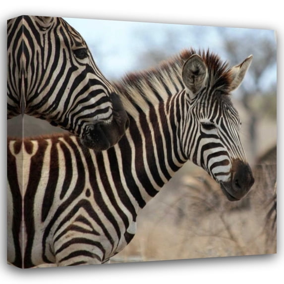 Dana Underdahl 28x28 Gallery Wrapped Canvas Wall Art Titled - Zebra Baby I