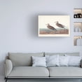 thumbnail image 3 of John James Audubon 'Pectoral Sandpiper' Canvas Art, 3 of 3