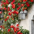 thumbnail image 3 of Designers Fountain 1161-PW Porch Outdoor Wall Lantern Sconce, 8in H, Pewter, 3 of 5