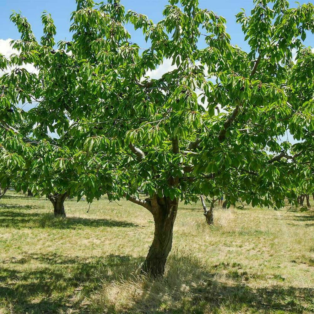 Expert Gardener 2-3 ft. Tall Bing Cherry Semi Dwarf Live Tree in 3- Gallon Grower Pot