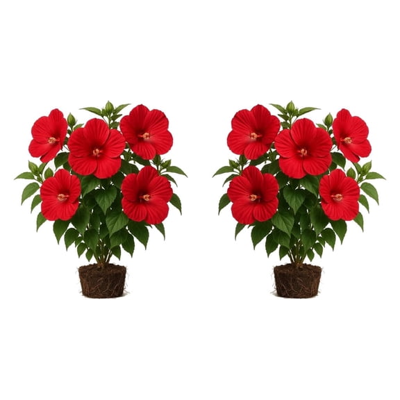 Hardy Hibiscus Luna Red Starter Plants, Set of 2 | Full Sun, USDA Zones 4-9, Ships Bare Root, No Pot