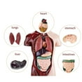 thumbnail image 4 of Human Body Model, Lifelike 8 Detachable Organs Anatomy Figure  for Science Classroom, 4 of 7