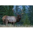 thumbnail image 2 of Archer, Ken 14x11 Gold Ornate Wood Framed with Double Matting Museum Art Print Titled - Rocky Mountain Bull Elk, 2 of 4
