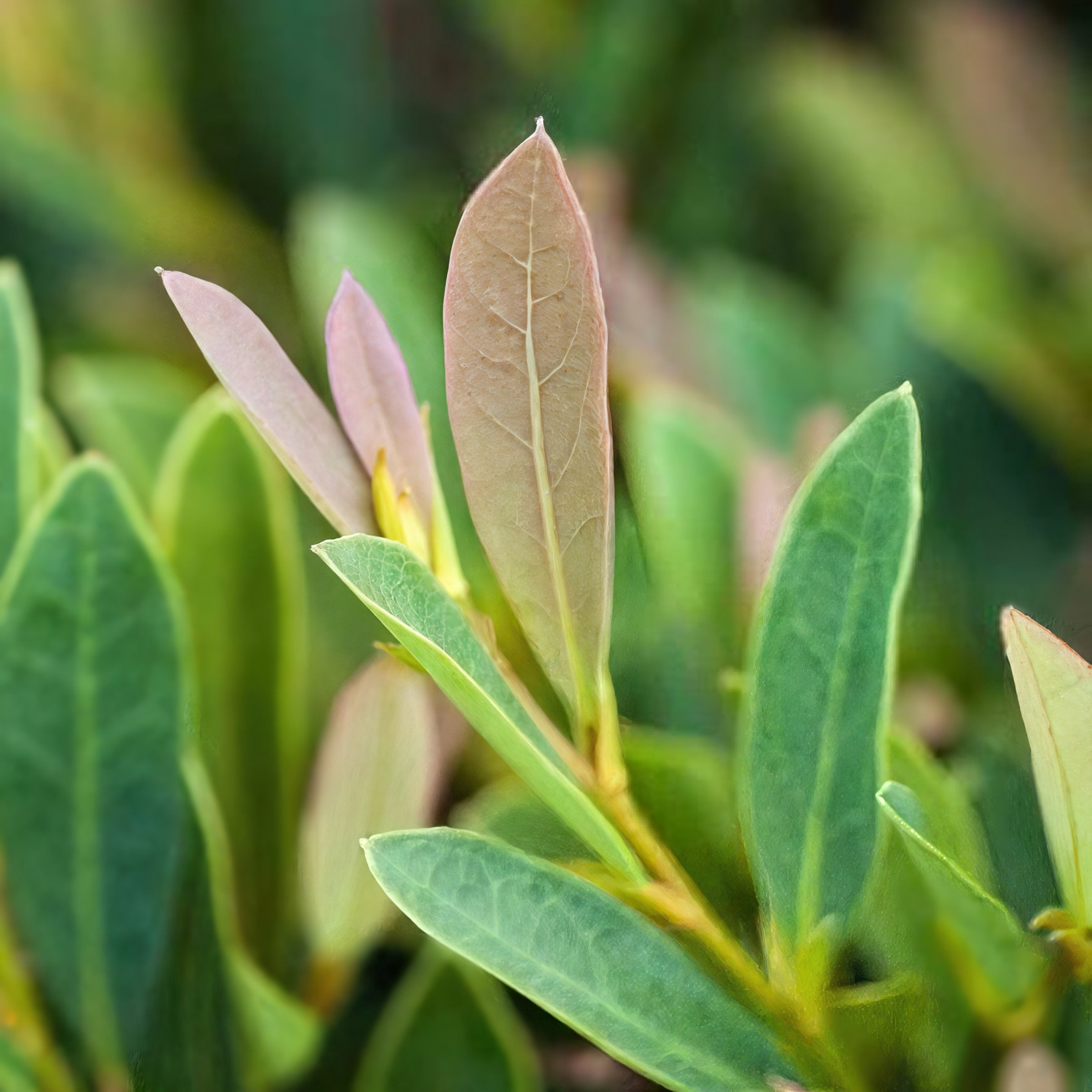 3 gal. Distylium Cinnamon Girl Shrub