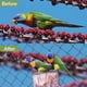 thumbnail image 4 of 15*15m Anti Bird Netting For Garden, Heavy Duty Bird Netting With 5*5cm Square Mesh Size For Chicken Coop, Deer Fence Poultry Netting For Farm, O, 4 of 4