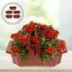thumbnail image 2 of 10 macetas de bonsái de plástico estilo vintage para cultivo de plantas de bonsái, maceta rectangular clásica., 2 of 8