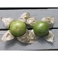 thumbnail image 1 of 200 GRANDE Rio VERDE TOMATILLO Green Physalis Ixoxcarpa Vegetable Seeds, 1 of 5
