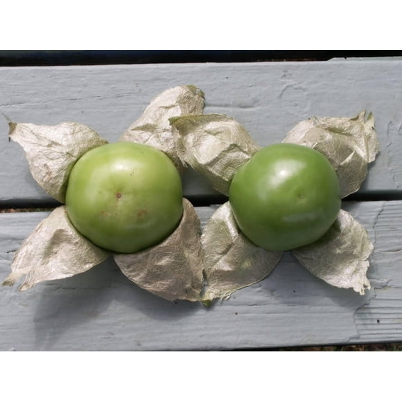 200 GRANDE Rio VERDE TOMATILLO Green Physalis Ixoxcarpa Vegetable Seeds