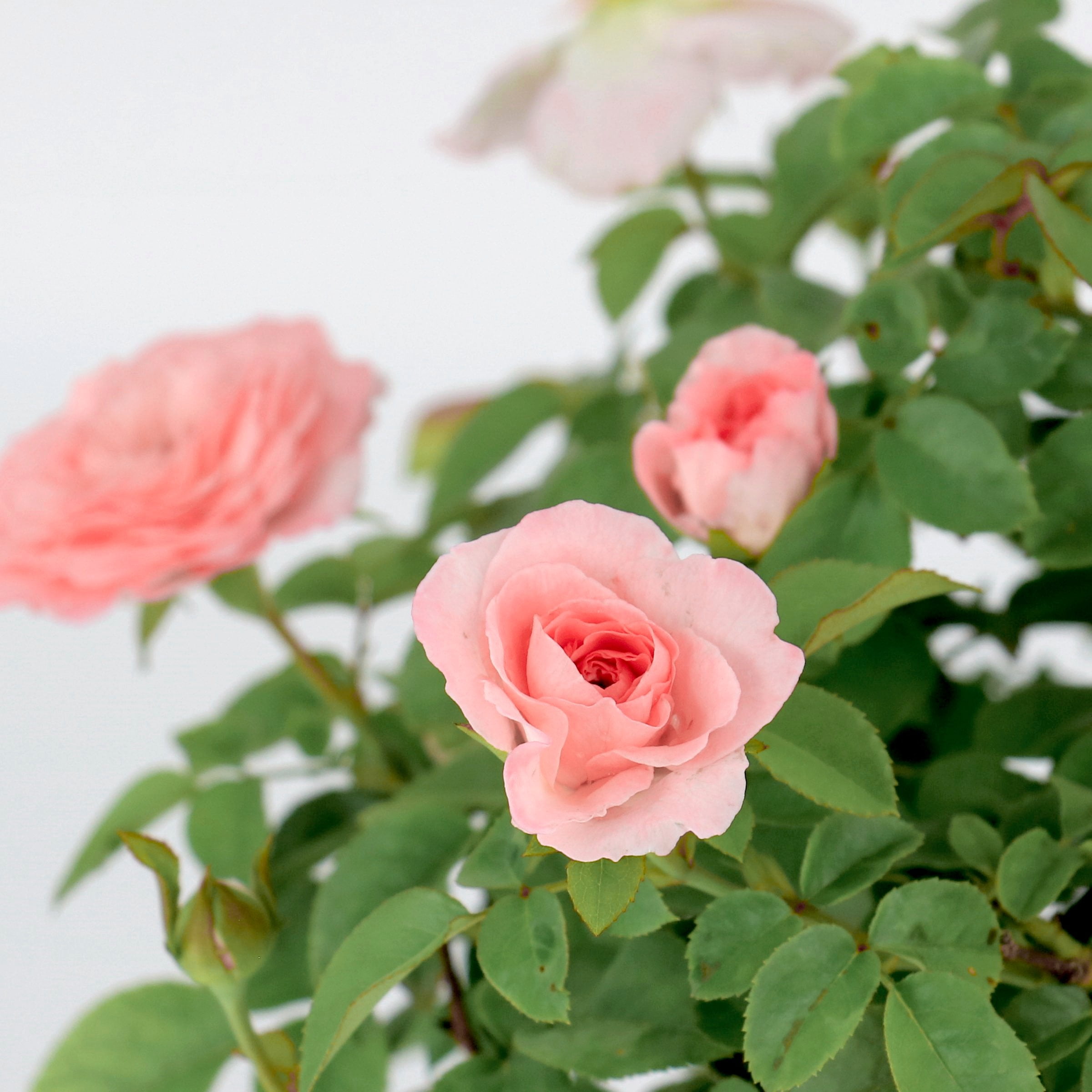 National Plant Network Bare Root Rose Scentables Sunbelt Savannah Hybrid Tea with Pink Flowers
