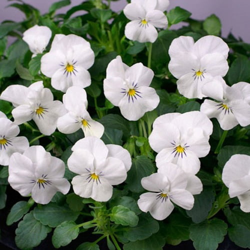 Outsidepride Viola White Perfection - 2000 Seeds