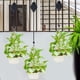 thumbnail image 4 of Paquete de 6 poleas retráctiles para colgar plantas, poleas para plantas, ruedas de altura ajustable para colgar plantas en interiores, color negro, 4 of 8