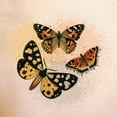 thumbnail image 2 of Kimberly, Allen 20x20 Black Ornate Wood Framed with Double Matting Museum Art Print Titled - Butterfly Flight, 2 of 4