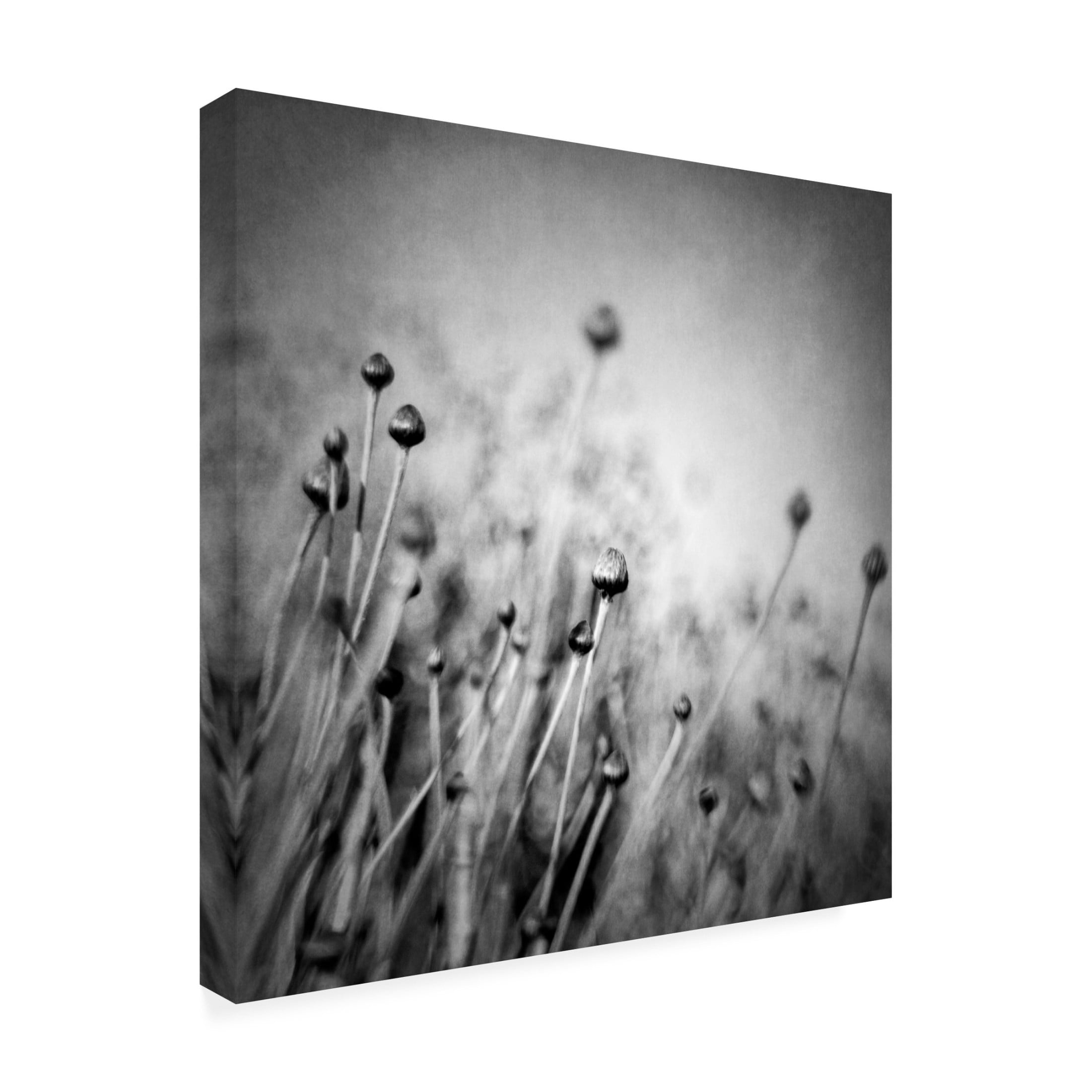 Canvas Wall Art - Vangelis Bagiatis 'Blossom Expectation' Wall Art for Living Room, Bedroom, or Office D?cor by Trademark Fine Art - 18 x 18 Inches